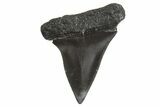 Fossil Broad-Toothed Mako Tooth - South Carolina #340985-1
